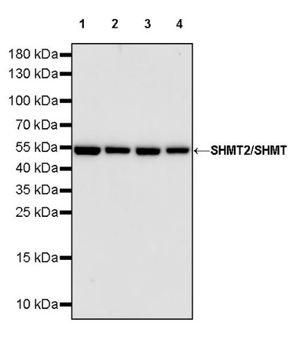 SHMT2/SHMT Rabbit Polyclonal Antibody
