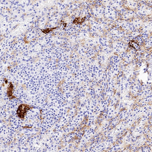 Sialoadhesin/CD169 Recombinant Rabbit mAb (SDT-3228-8)