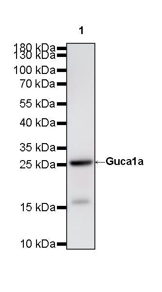 Guca1a Recombinant Rabbit mAb (S-4277-48)