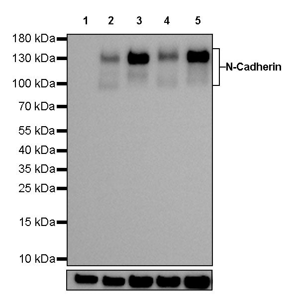 N-Cadherin Recombinant Rabbit mAb (SDT-329-12)