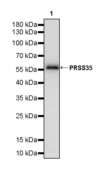 PRSS35 Recombinant Rabbit mAb (S-3769-241)