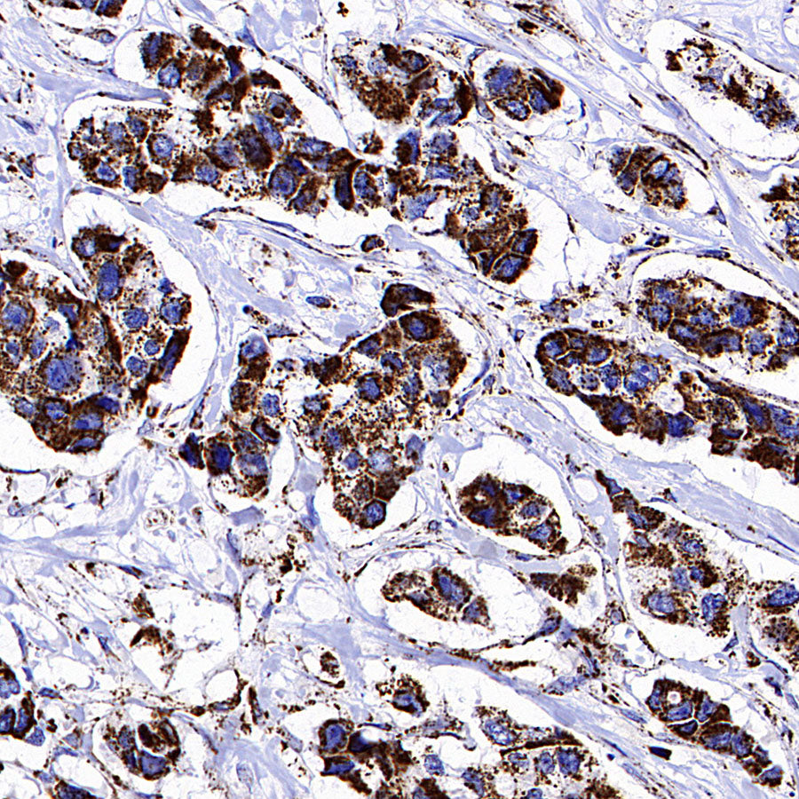 COXIV Recombinant Mouse mAb (S-5528)
