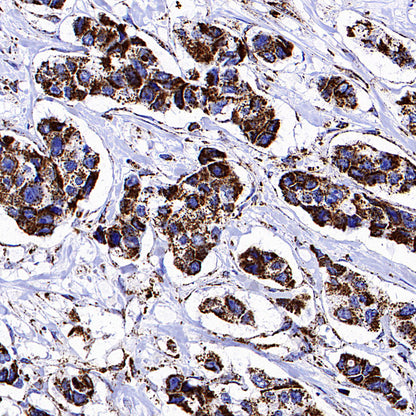 COXIV Recombinant Mouse mAb (S-5528)
