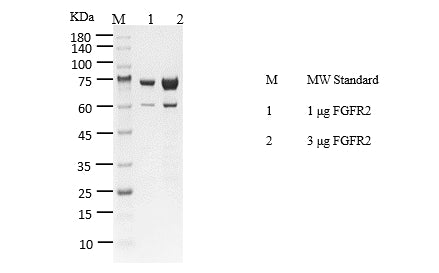 FGFR2 Protein