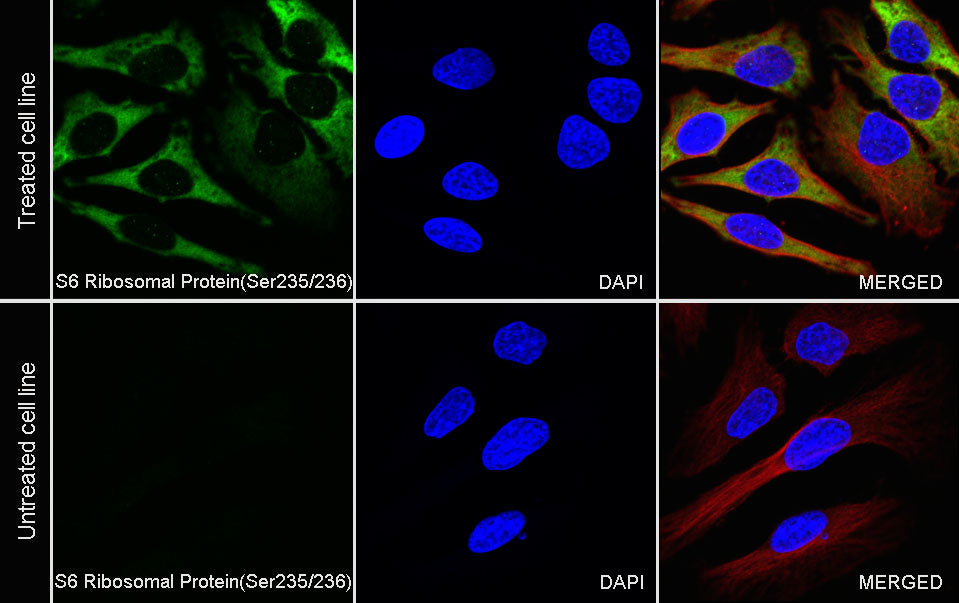 Phospho-S6 Ribosomal Protein (Ser235/236) Recombinant Rabbit mAb (S-R203)