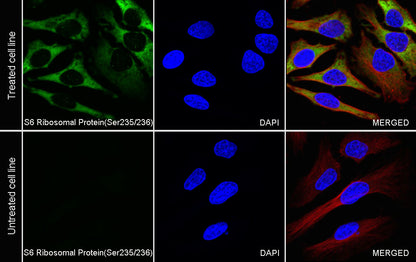 Phospho-S6 Ribosomal Protein (Ser235/236) Recombinant Rabbit mAb (S-R203)