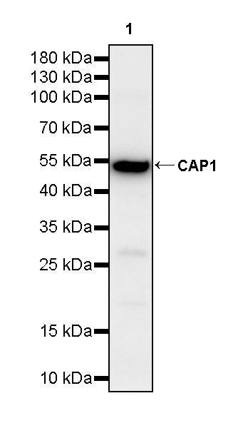 CAP1 Rabbit Polyclonal Antibody