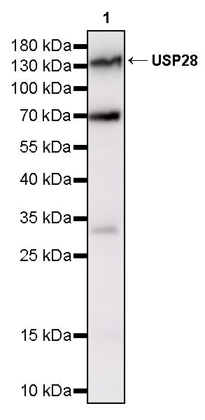 USP28 Recombinant Rabbit mAb (S-5357)