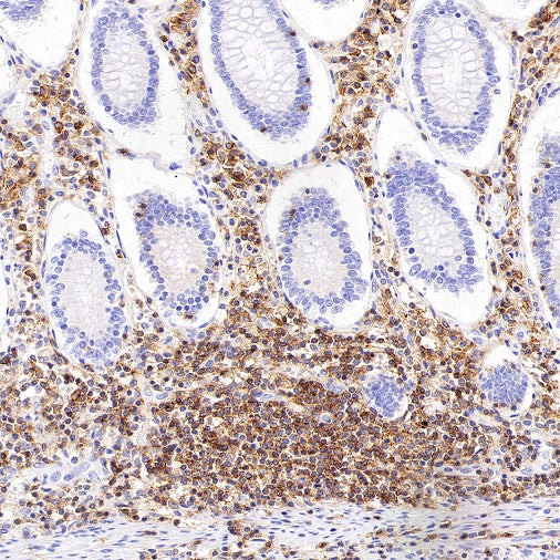 CD352/SLAM6 Recombinant Rabbit mAb (SDT-2472-77)