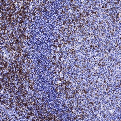 CD6 Mouse mAb (S-688-33)