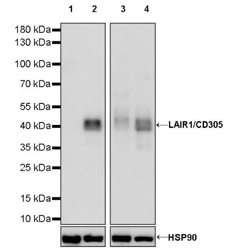 LAIR1/CD305 Recombinant Rabbit mAb (S-283-241)