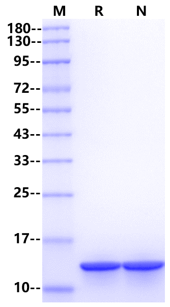 IL-15 Protein, Rat