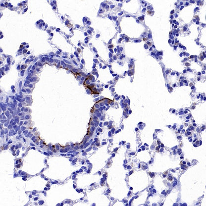 iNOS Recombinant Rabbit mAb (S-2493-61)