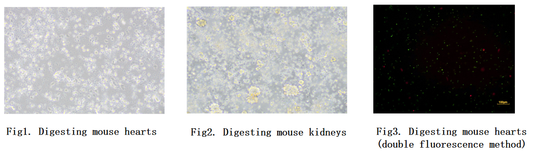Tissue Digestion Kit