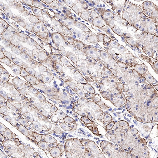 CD49f Recombinant Rabbit mAb (S-1019-73)