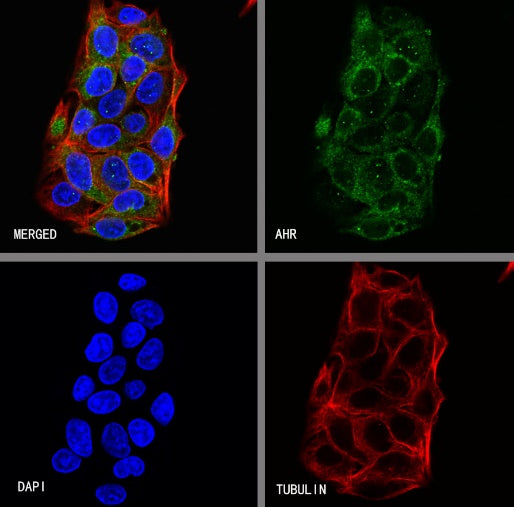 AHR Recombinant Rabbit mAb (S-2370-150)