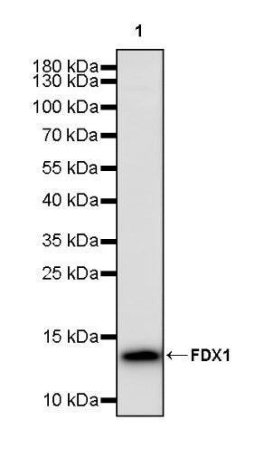 FDX1 Recombinant Rabbit mAb (S-3587-58)