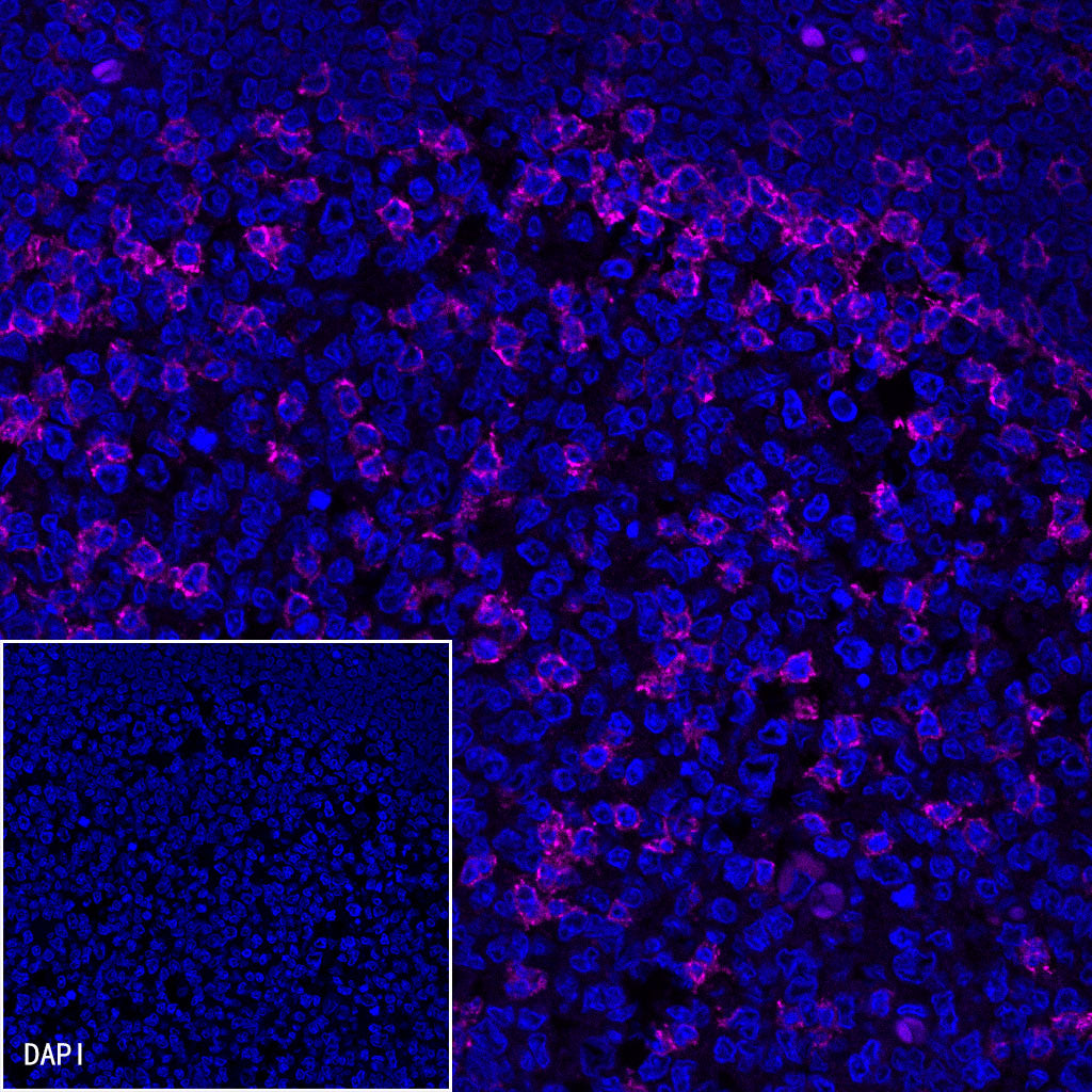 Goat anti-Mouse IgG(H+L) (Alexa Fluor® 647 Conjugate)