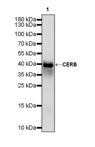 CREB Recombinant Rabbit mAb (S-1115-39)