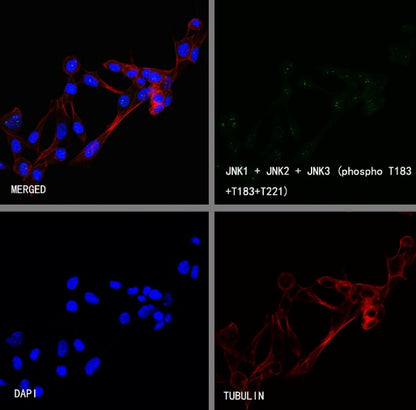 JNK1 + JNK2 + JNK3 (phospho T183+T183+T221) Recombinant Rabbit mAb (S-3593)