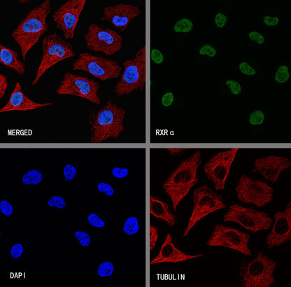 RXRα Recombinant Rabbit mAb