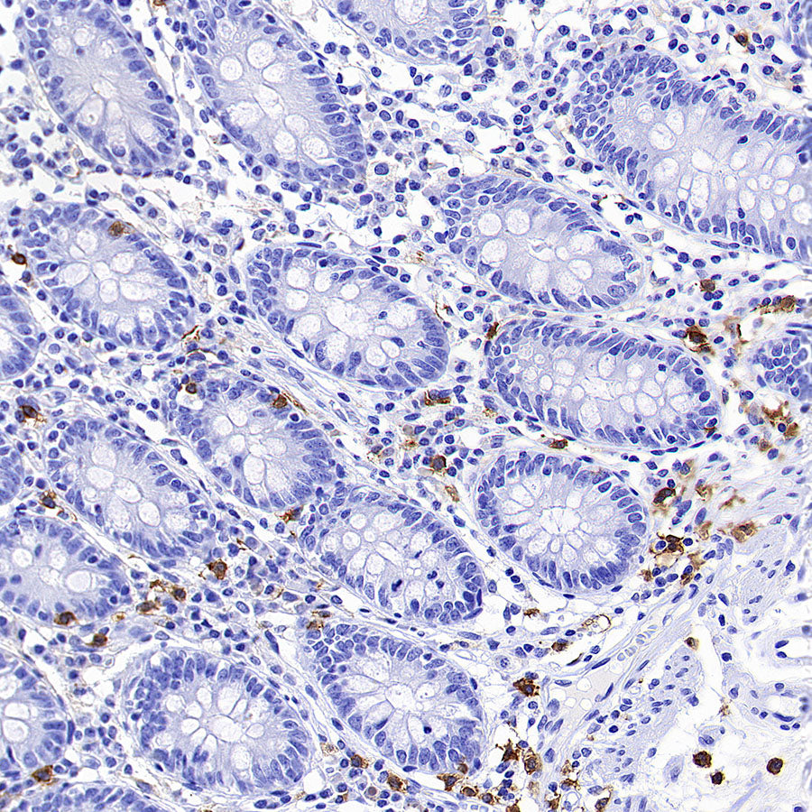 ADGRE1 (F4/80) Recombinant Rabbit mAb (S-2683-205)