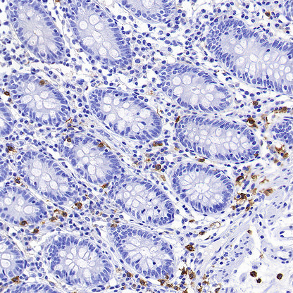 ADGRE1 (F4/80) Recombinant Rabbit mAb (S-2683-205)