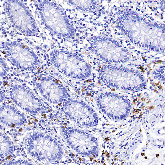 ADGRE1 (F4/80) Recombinant Rabbit mAb (S-2683-205)