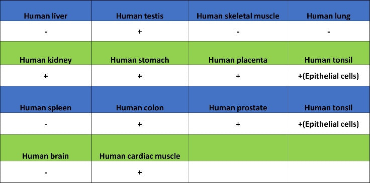 Desmocollin-2/3(DSC2/3) Recombinant Rabbit mAb (SDT-2102-59)