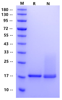FGF-1/FGF-Acidic Protein, Human