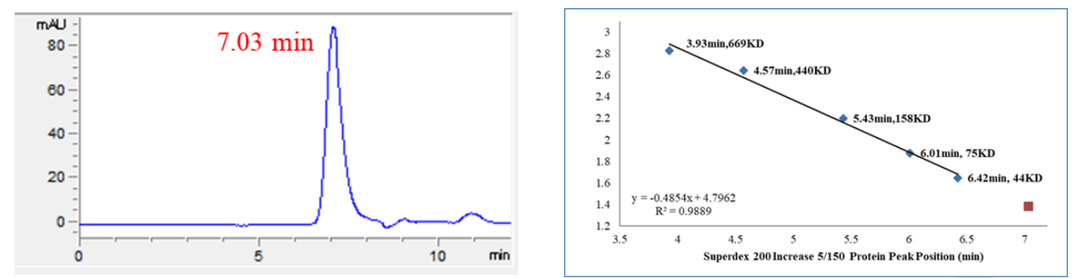 USP21 Protein