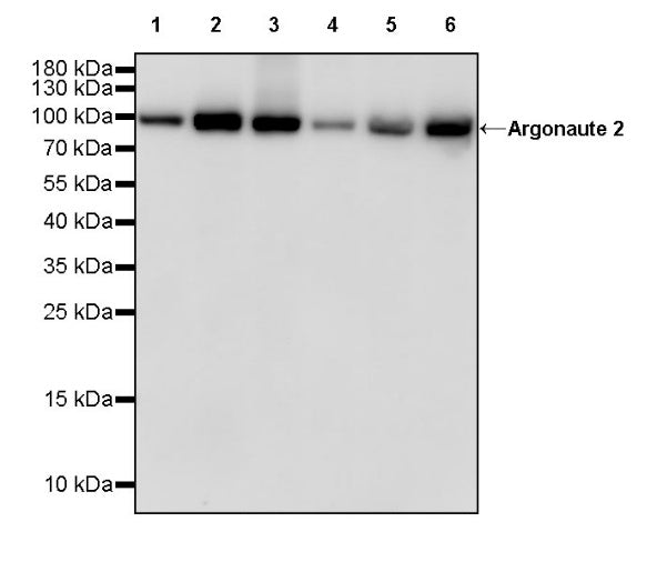 Argonaute 2 Recombinant Rabbit mAb (S-2620-13)