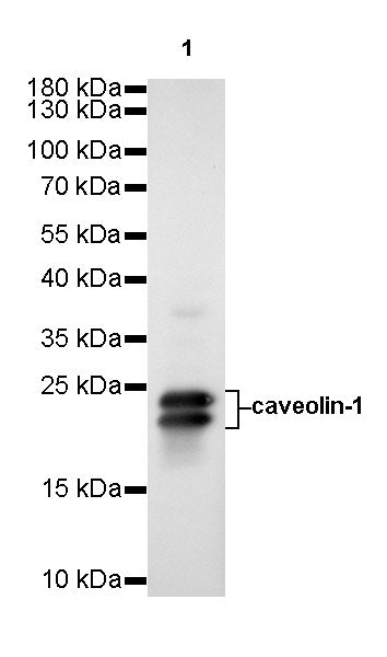 Caveolin-1 Recombinant Rabbit mAb (SDT-065-20)