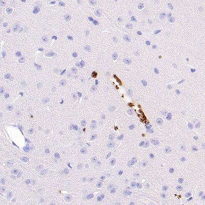 Mouse TER-119/Erythroid Cells Recombinant Rat mAb (TER-119)