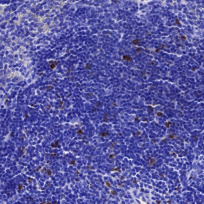 Rabbit Anti-Mouse CD137 Antibody (S-547-3)