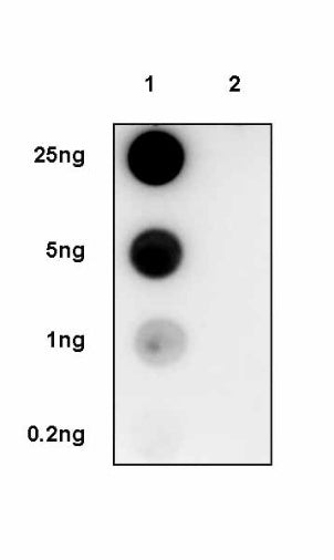 Phospho-Chk2 (Thr68) Recombinant Rabbit mAb (S-2214-11)