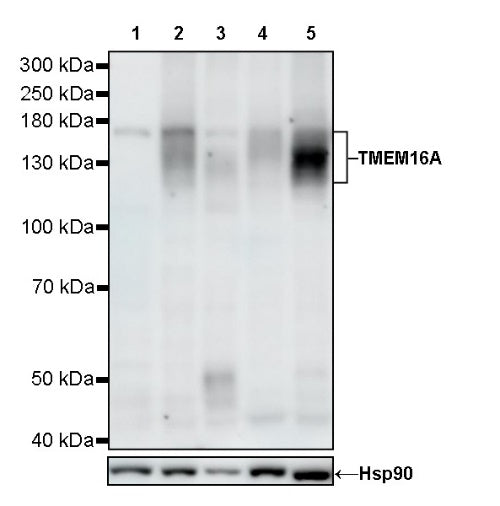 TMEM16A Recombinant Rabbit mAb (SDT-2179-12)