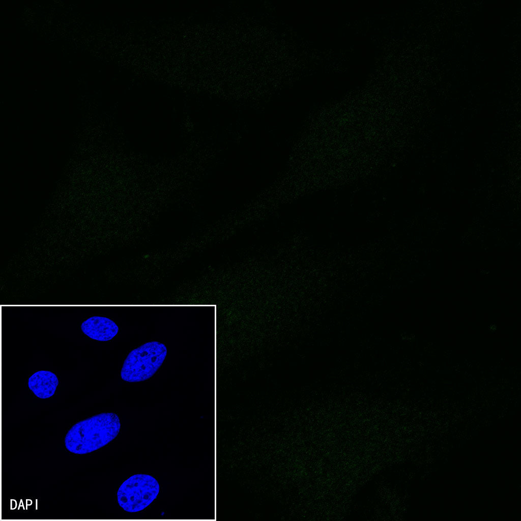 CD5 Mouse mAb (S-576-35)