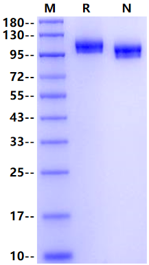 Biotinylated Siglec-2/CD22 His&Avi Tag Protein, Human