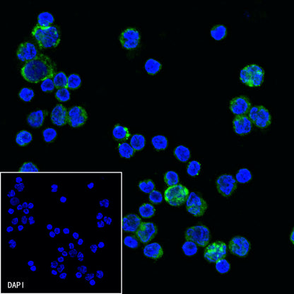 CD52 Recombinant Mouse mAb (S-R431)
