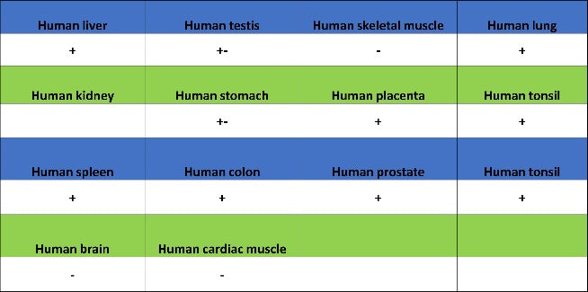 Phospho-ATF-2 (Thr71)/ATF-7 (Thr53) Recombinant Rabbit mAb (S-3535)