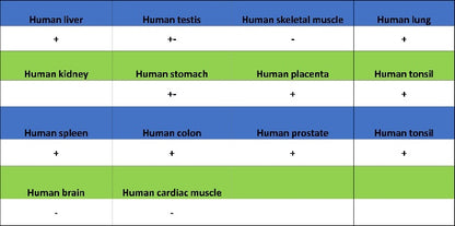 Phospho-ATF-2 (Thr71)/ATF-7 (Thr53) Recombinant Rabbit mAb (S-3535)