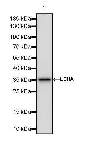 L-Lactate Dehydrogenase A/LDHA Rabbit Polyclonal Antibody