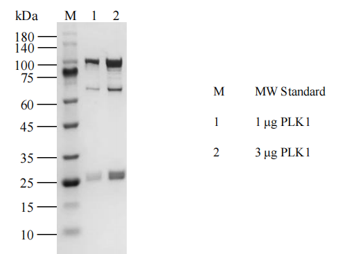 PLK1 GST&His Tag Protein, Human