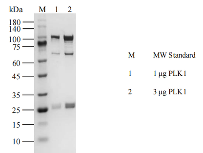 PLK1 GST&His Tag Protein, Human