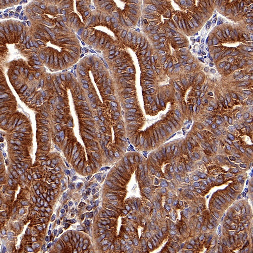 α-tubulin Mouse mAb (S-364-23)