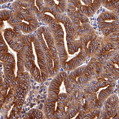 α-tubulin Mouse mAb (S-364-23)