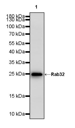 Rab32 Recombinant Rabbit mAb (S-1936-49)