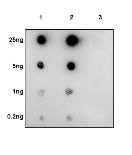 Phospho-Histone H3 (Ser10) Rabbit Polyclonal Antibody