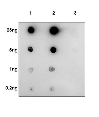 Phospho-Histone H3 (Ser10) Rabbit Polyclonal Antibody